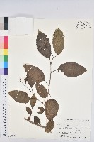 藏品(白木烏臼)的圖片