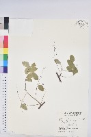 藏品(多花油柑、白仔)的圖片