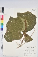 藏品(野桐)的圖片