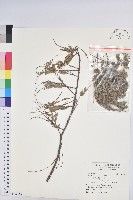 藏品(油柑)的圖片