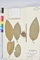 藏品(毛脈青岡)的圖片