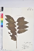 藏品()的圖片