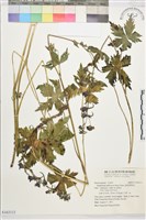 藏品(陰地翠雀花)的圖片