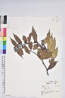 藏品()的圖片