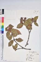 藏品(唐杜鵑、大屯杜鵑、中原氏杜鵑)的圖片