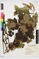 藏品(升麻)的圖片