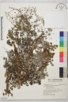 藏品(偏翅唐松草)的圖片