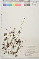 藏品(棱喙毛茛)的圖片