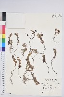 藏品()的圖片
