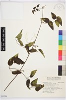 藏品(小蓑衣藤)的圖片