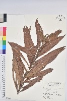 藏品(水楊梅、水柳仔)的圖片