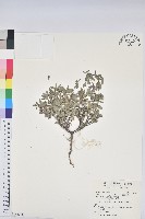 藏品(紫斑大戟)的圖片