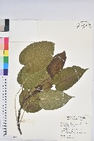 藏品(沙盒樹、響盒樹、洋紅)的圖片