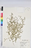 藏品(匐根大戟)的圖片