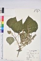 藏品(蟲屎)的圖片