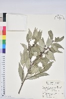 藏品(青剛櫟、鐵椆)的圖片