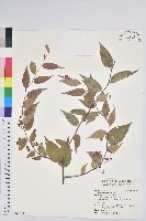 藏品(白珠樹)的圖片