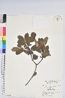 藏品(金毛杜鵑)的圖片