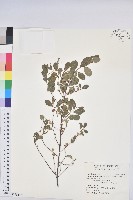 藏品(密花白飯樹)的圖片