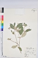 藏品(裡白巴豆)的圖片