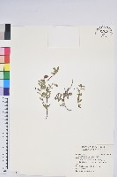 藏品(高山白珠樹)的圖片