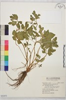 藏品(鉤柱毛茛)的圖片