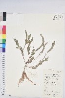 藏品(葉下珠、珠仔草)的圖片