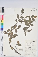 藏品(紅毛饅頭果)的圖片