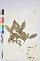 藏品(銳葉南燭)的圖片