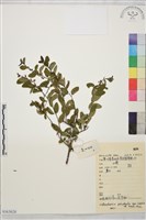 藏品(光枝勾兒茶)的圖片