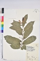 藏品(茅栗)的圖片