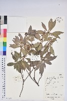 藏品(日本馬醉木)的圖片