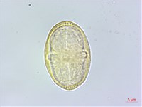 藏品(白芷)的圖片