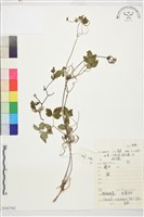 藏品(半鐘鐵線蓮)的圖片