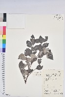 藏品(黑面神)的圖片