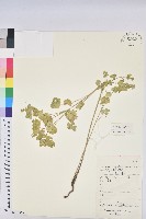 藏品(乳漿大戟)的圖片