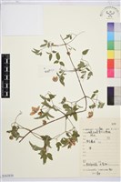 藏品(黃花鐵線蓮)的圖片