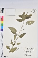 藏品(恆春鐵莧)的圖片