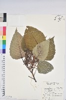 藏品(紅肉橙蘭、華血桐)的圖片