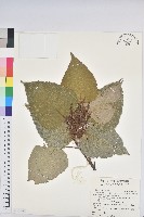 藏品(紅肉橙蘭、華血桐)的圖片