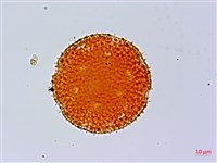 藏品(黃細心)的圖片