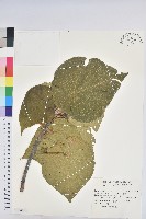 藏品(血桐)的圖片