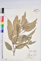 藏品(星刺栲、羅浮錐)的圖片