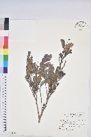 藏品(細葉饅頭果)的圖片