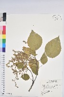 藏品(血桐)的圖片