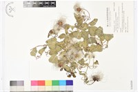 藏品(屏東鐵線蓮)的圖片