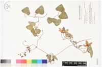 藏品(屏東鐵線蓮)的圖片