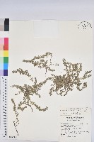 藏品(千根草)的圖片