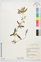 藏品(翼萼蔓)的圖片