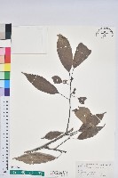 藏品(青剛櫟、鐵椆)的圖片